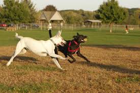 See more of iowa city animal care & adoption center on facebook. Thornberry Off Leash Dog Park City Of Iowa City