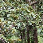 Image result for Sterculia tragacantha