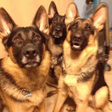 The price on our puppies is $700 to $800. Mini German Shepherd Puppies For Sale Ontario Pets Lovers