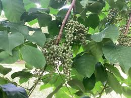 Image result for Lannea welwitschii