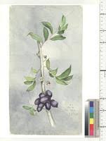 Image result for Uvariastrum