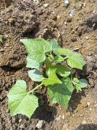 Image result for Eureiandra sp. A