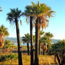 Image result for Washingtonia filifera