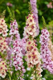 Pin On Flores Blush