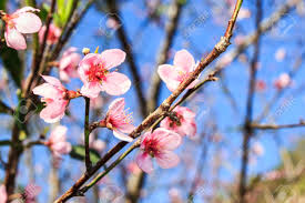 Check spelling or type a new query. Beautiful Peach Blossom Flowers On Tree With Blue Sky Background Stock Photo Picture And Royalty Free Image Image 40833557