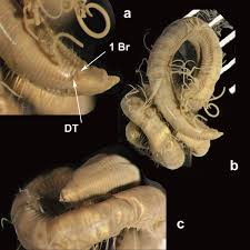 Image result for Alloeochaete