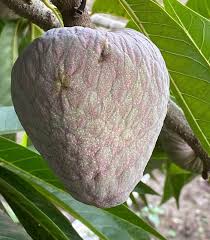 Image result for Annona reticulata