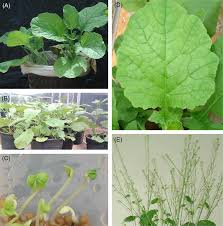 Image result for Crambe kilimandscharica