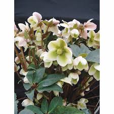 Backed by our team of long serving … Helleborus Ivory Prince Shade Perennials Mitre 10