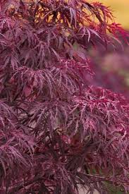 We are your source for the best quality japanese maples. Buy Red Dragon Dwarf Japanese Maple Free Shipping 3 Gallon Pot For Sale Online From Wilson Bros Gardens