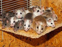 Check spelling or type a new query. 5 Simple Ways To Get Rid Of Mice Without Killing Them Dengarden