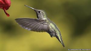 They get their name from the humming sound that their wings make when they flap together quickly. Flying Backwards Is Efficient Annas Hummingbird Hummingbird Hummingbird Wings