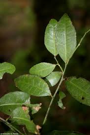 Image result for Scutia