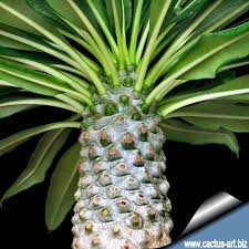 Image result for Pachycarpus eximius