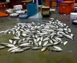 Check spelling or type a new query. Senoko Fishery Port Youtube