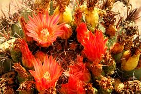 The barrel cactus fruit can be picked and eaten raw, and has no spines, making it the easiest to handle. Phoenix Plant Walks Cactus Kelly