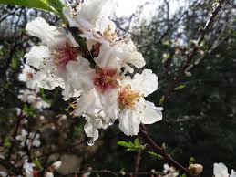 Browse 5,001 flowering almond tree stock photos and images available, or start a new search to explore more stock photos and images. When The Almond Trees Flower