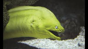 Moray eel bite a fisherman at jupiter inlet fishing point fl. Ernie The Green Moray Eel Megan Priede Sousa Aquarium Rehab Youtube
