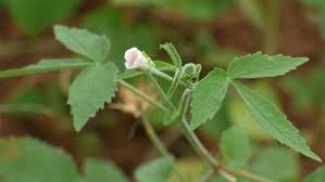 Image result for Hibiscus lobatus