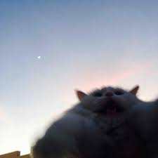 They Tried To Put Me On The Cover Of Vogue Cat Tried To Take A Picture Of My Cat With The Sky As The Backdrop Imgur Funnycatpics Foto Kucing Lucu Binatang Hewan