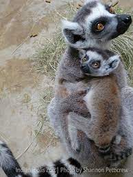 Indianapolis Zoo Indianapoliszoo On Twitter Indianapolis Zoo Baby Animals Cute Animals