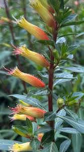 Image result for Cuphea micropetala