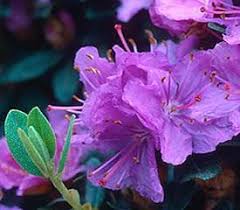 Plant Descriptions Hybrid Rhododendrons Rhododendron Plant Flowering Trees Planting Flowers