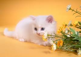 Check spelling or type a new query. Cute Baby Cats Wallpapers Group 76