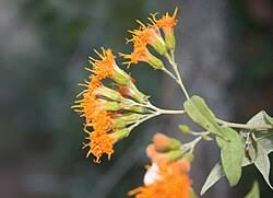 Image result for Distephanus divaricatus