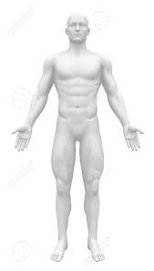 526 3d anatomy models available for download. 19244704 Blank Anatomy Figure Front View Stock Photo Anatomy Human Body Dmh Aesthetics