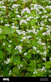 Image result for Fagopyrum esculentum