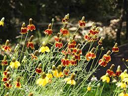 Image result for Afroqueta