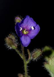 Image result for Veronica abyssinica