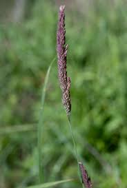 Image result for Holcus lanatus