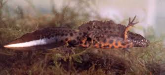 Tiere In Unserem Garten