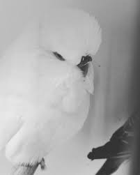 Double Factor White Spangle Hen Pet Birds Beautiful Birds Budgies
