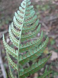 Image result for Dryopteris athamantica