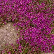 See more ideas about flowers, flower arrangements, cloche decor. Creeping Thyme Magic Carpet Purple Thymus Serpyllum Dwarf Etsy