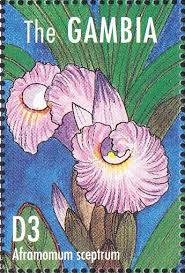 Image result for Siphonochilus brachystemon