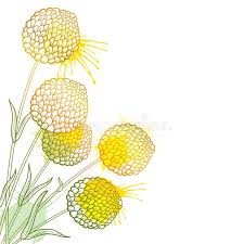 Maybe you would like to learn more about one of these? Vector Corner Bouquet With Outline Ball Of Craspedia Or Billy Buttons Dried Flower In Pastel Yellow Isolated On White Background Stock Vector Illustration Of Linear Summer 166289106