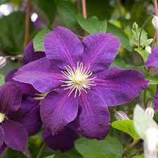 Since clematis vines grow up and not out, the plants occupy very little soil space in the garden. How To Prune Clematis Hgtv