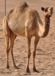 Where is the arabian peninsula? Pin On Llamas Alpacas Vicunas Guanacos Camels