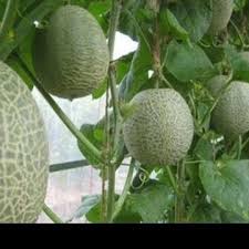 We did not find results for: Melon Cara Menanam Biji Benihnya Di Pot Polibag Andra Farm