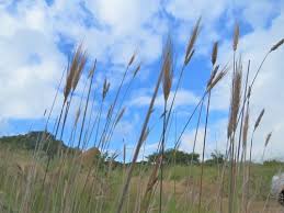 Image result for Loudetia kagerensis