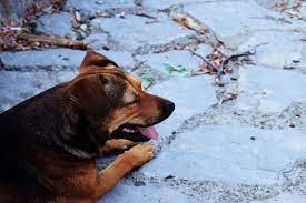 Https Xn Fr Hufe Und Pfoten M6b De Hund Diabetes Hund 2154