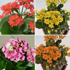 Live Kalanchoe Aka Kalanchoe Blossfeldiana Plant Houseplants Fit 4 Pot For Sale In Modesto Ca Kalanchoe Blossfeldiana Indoor Flowering Plants Plants