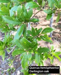 Image result for Ficalhoa laurifolia