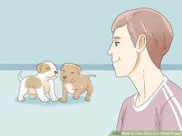 3 Ways To Take Care Of A Pitbull Puppy Wikihow