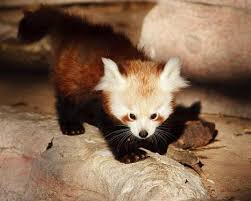 baby red panda red panda baby red panda cute animals