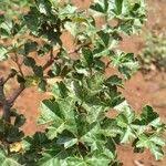 Image result for Searsia rehmanniana